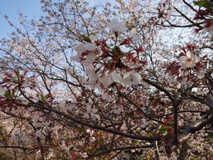 2020.04.20hanami2.JPG