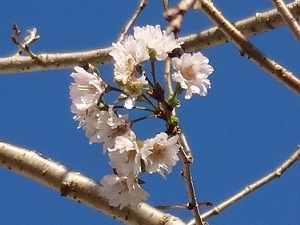 2020.10.20sakura.jpg