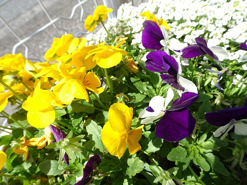 DSC03350.JPG