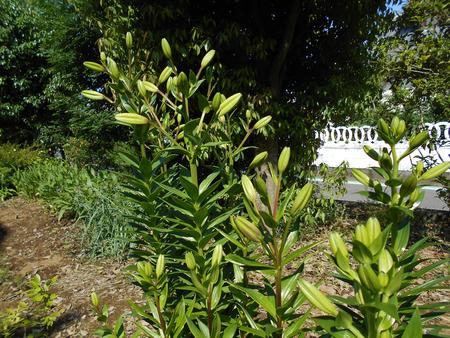DSCN0987.JPG